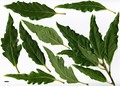 SpeciesSub: Longifolia Group